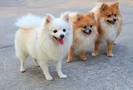 Pomeranian Dogs for Sale