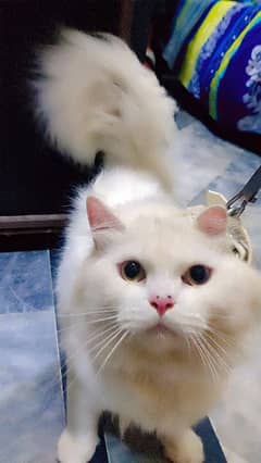 so beautiful cat