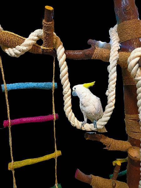 Grey parrot, macaw, cockatoo, bird, stand & cage 8