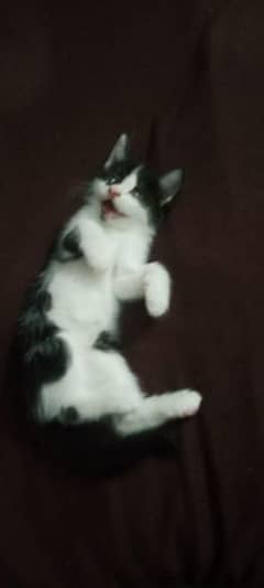 male kitten 2 months loving litter train for sale hai