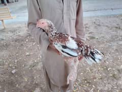 aseel parrot beak female qandhari & pakistani cross