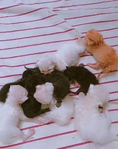 Persian kittens contact number 03422729504
