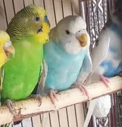 Exotic Budgies and Cocktiels