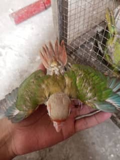 pineapple conure red factor fully hand tame ad free fly tame available