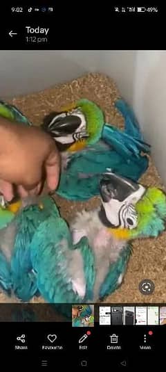 macaw parrot for the sale O3O4 _O79_O437 my WhatsApp n