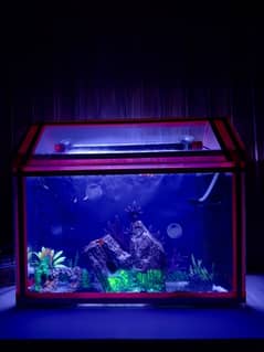 Fish Aquarium with 10 fishes 1 Sobo internal filter and light