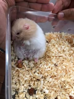 Syrian hamster double coat