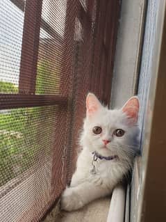 Kitten for adoption Persian Semi Punch face mix breed