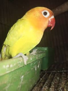 love bird male