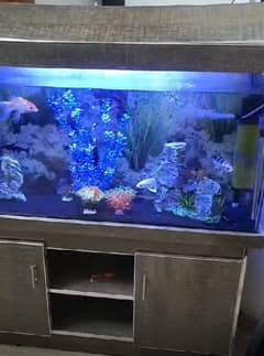 Fish aquarium with 4 black fishes for sale