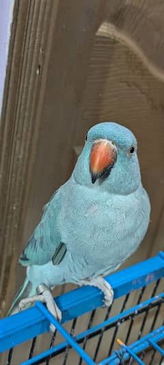 blue ringneck female