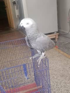 African grey