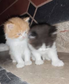 Persian Kittens