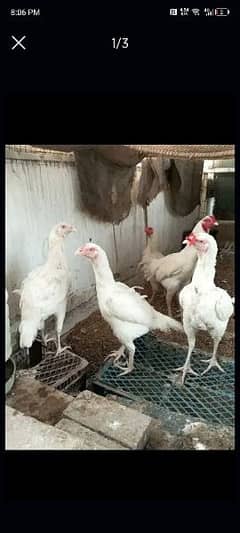 heera chicken and children and eggs