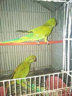 8 months old ago parrot for sale hade tame selfe pa hain