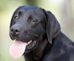 pure black Labrador female