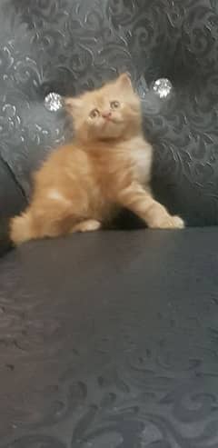 persian tripple coated kitten