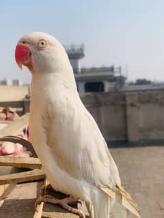 white ring birds breeder pair