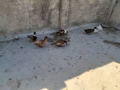 ducks 3 female r 1 male for sell