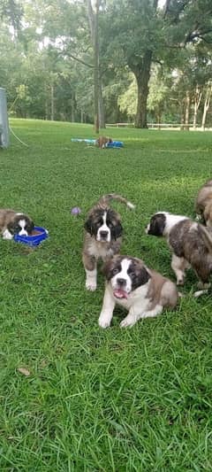 Saint Bernard impoterd puppies are available for sale Saint b