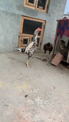 pure lasani Aseel chicks top blood line WhatsApp 030848614O7