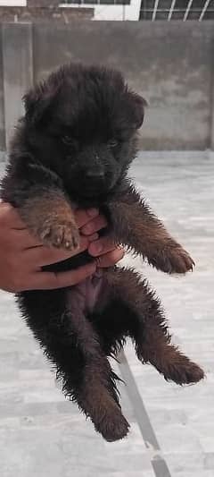 QUALITY GSD LONG COAT PUPPIES AVAILABLE