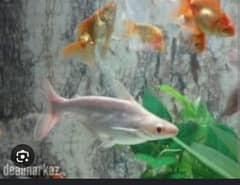 Albino/White line shark pair for sale