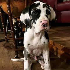 Great Dane imported pedigree puppies available here