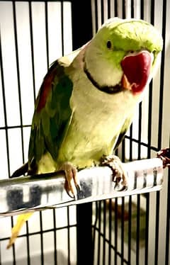 Talking male Parrot for sale Rawparrott