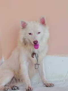 Full Friendly Beautiful Russian Dog for sale