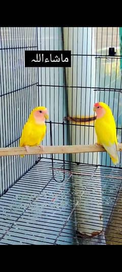 Common Latino Love Bird Pair