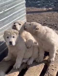 Alabai Central Asian Shepherd pedigree imported puppies available here