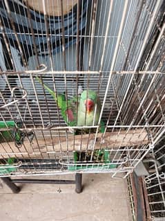 1 female and 1 pair kashmiri parrot sale