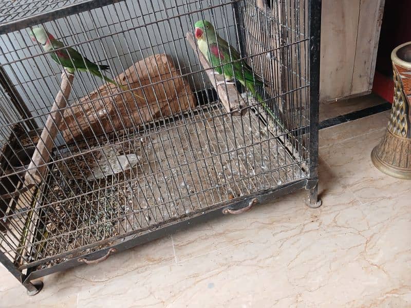 1 female and 1 pair kashmiri parrot sale 1