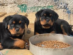 Rottweiler Pedigree microchipped puppies available for sale