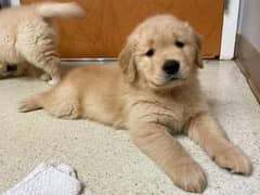 Golden retriever impoterd & pedigree puppies available for sale