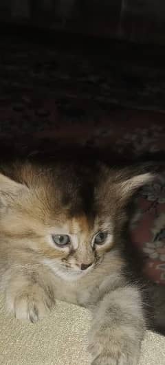 tiger print male kitten for sale