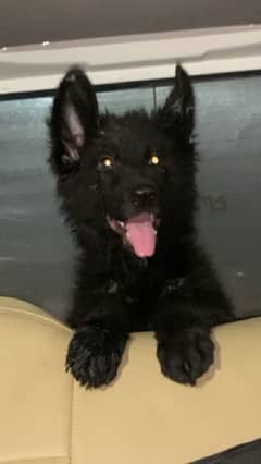 Black German Shepherd Male Puppy