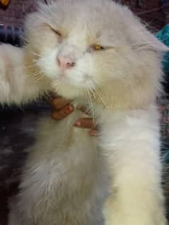 Persian Male for Sale Full Stud Male