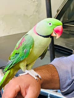 Raw parrot hand Tame