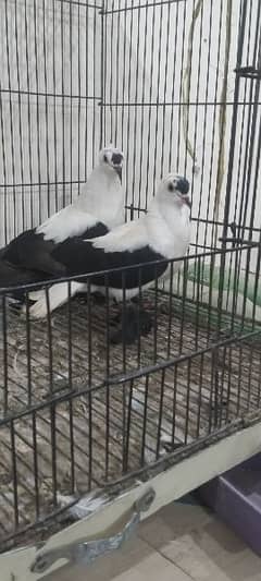 Sale Sale Beautiful  Fancy Pigeons pair 03086693318