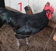 Murgha Australorp Rooster - 1 Year Age