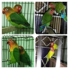 BIRDS  CAGE AND LOVE BIRDS FOR SALE