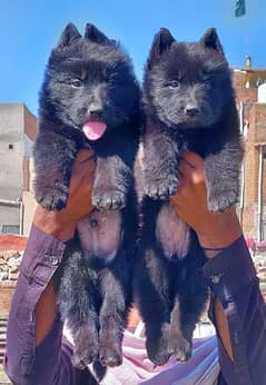 Black gsd long coat pair puppy for sale