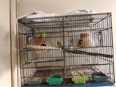 1 cage 2 porshan 2 bridar pair grenn pair siplet black wing h