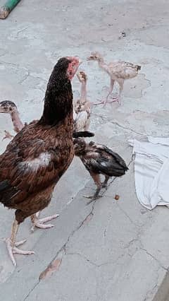 Aseel murghi with four chick's