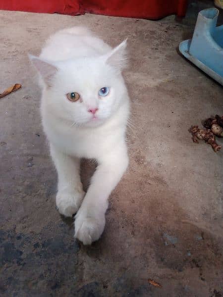 Percian Male Cat Double color eyes white color 3