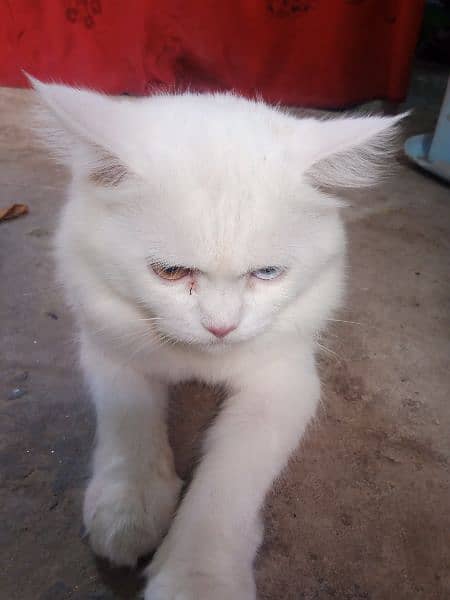 Percian Male Cat Double color eyes white color 4