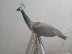 Peahen