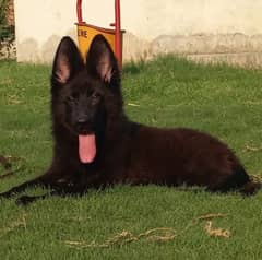 Beautiful Jet black Pedigree German Shepherd female Available